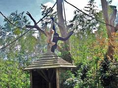 149 BIO PARC DE DOUE LA FONTAINE 7- 2016_000020